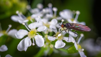 Jeweled Winged Insect Perched on White Leaf