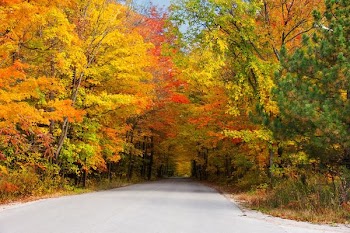 JGS_AutumnTreeTunnel1.jpg