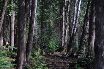 JGS_BabyPineInForest.jpg