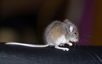 JGS_BigfootMouse.jpg