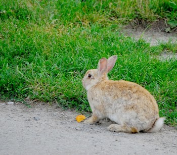 JGS_BunnyAndOrangePeel.jpg