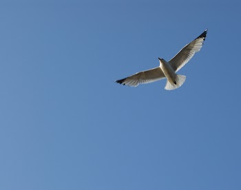 JGS_FlyingOnBlue.jpg