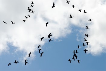JGS_LinesOfGeese.jpg