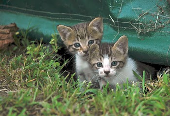 JGS_NewKittens6.jpg