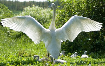 JGS_WingsOverBabies.jpg