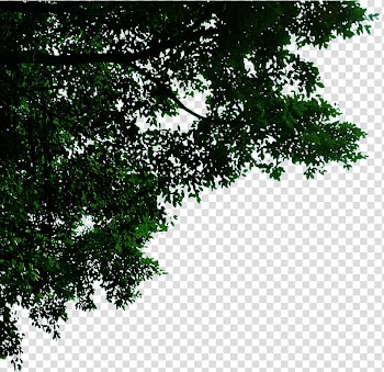 Jiamusi Template, Leaves transparent background PNG clipart