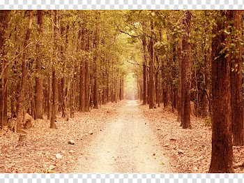 Jim Corbett National Park Uttarakhand Summer vacation, park transparent background PNG clipart