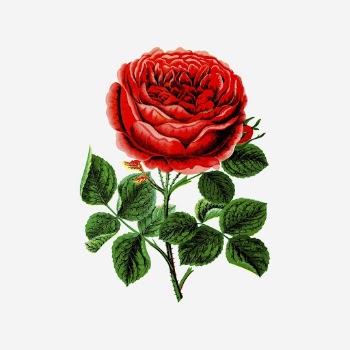 John hopper rose clipart, flower | Free Photo - rawpixel