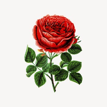 John hopper rose clipart, flower | Free Vector - rawpixel