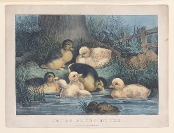 Jolly Young Ducks | Free Photo - rawpixel