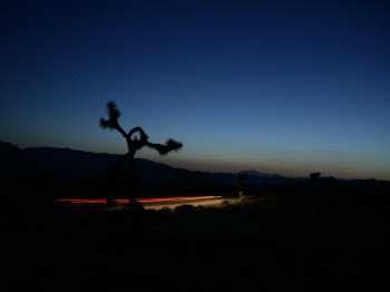 Joshua Tree and car light trail in the desert at dusk.