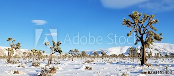 Joshua Tree landscape National Park winter snow