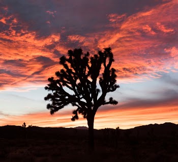 Joshuatree national park | Free Photo - rawpixel