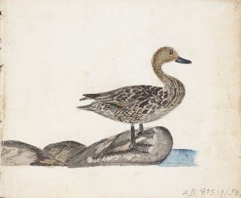Jouhisorsa, 1830, by Ferdinand von | Free Photo - rawpixel