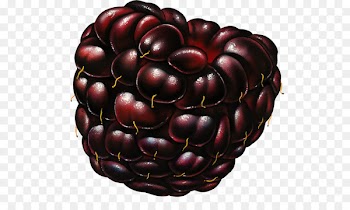 Juice Berries Fruit Blackberry Portable Network Graphics - juice 
