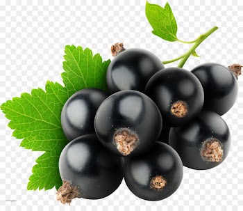 Juice Blackcurrant Electronic cigarette aerosol and liquid Flavor Food - blackcurrant 