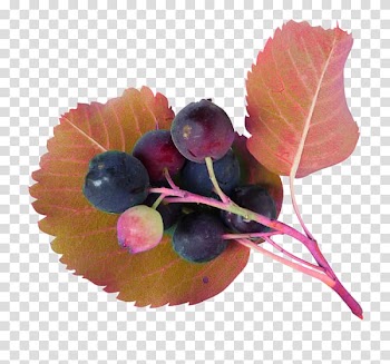 Juice Blueberry, juice transparent background PNG clipart
