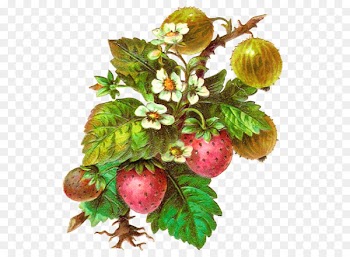 Juice Fruit Strawberry Berries Clip art - juice 