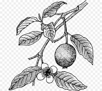 Juice Guava Tropical fruit Tree Clip art - Canned Food Clipart 