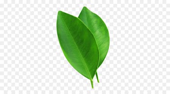 Juice Leaf Lemonade - Two pieces of lemon leaves picture material 