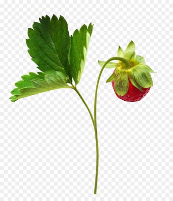 Juice Strawberry Berries Fruit Clip art - juice 