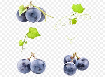 Juice Wine Common Grape Vine - Purple grapes 