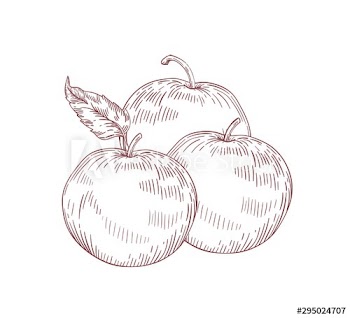 Juicy whole apples realistic vector illustration