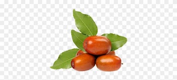 Jujube - Rose Hip