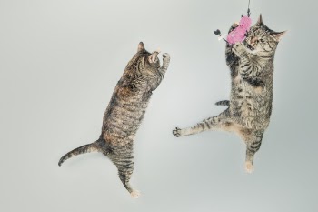 Jumping Cats Free Photo 