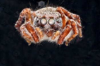 Jumping Spider 1, M, face | Free Photo - rawpixel