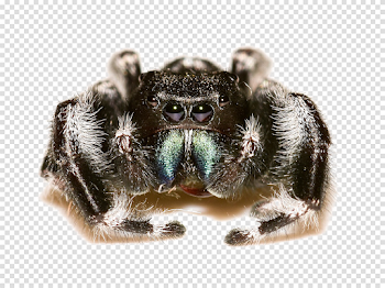 Jumping Spider PNG Free Download