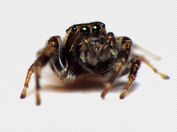 Jumping Spider Transparent Image