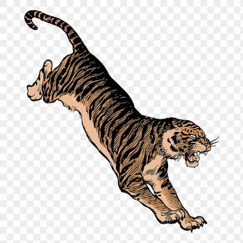 Jumping tiger png sticker, animal | Free PNG - rawpixel