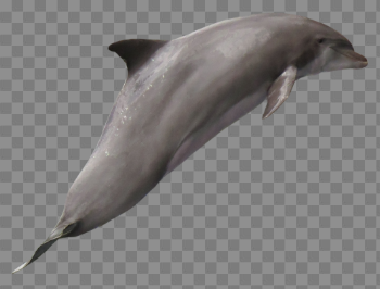 Jumpnig Dolphin PNG Download Image