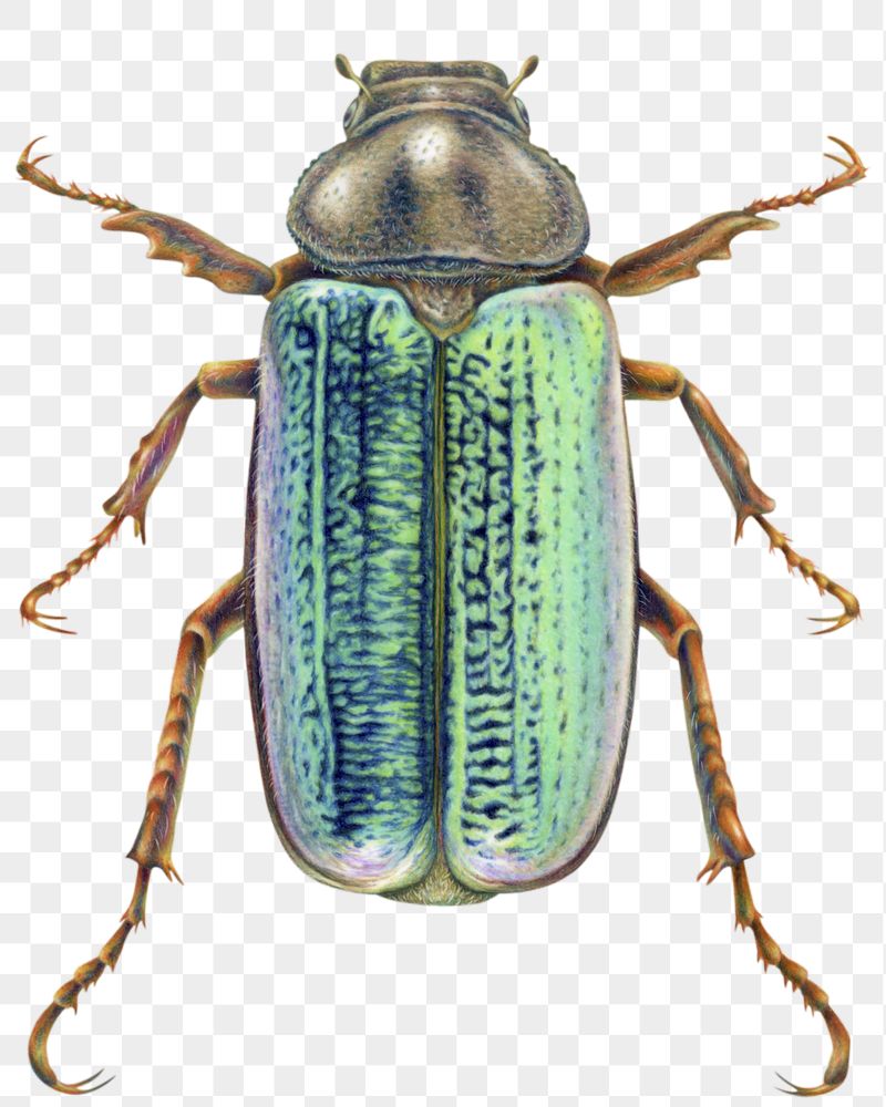 June bug  png sticker, | Free PNG - rawpixel