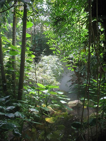 Jungle_1.jpg