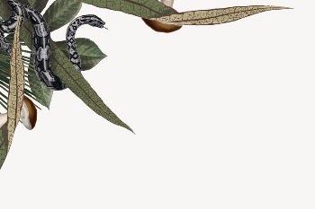  Jungle animals border, snake | Free PSD Illustration - rawpixel