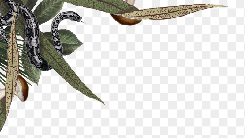 Jungle animals png border, snake | Free PNG Illustration - rawpixel
