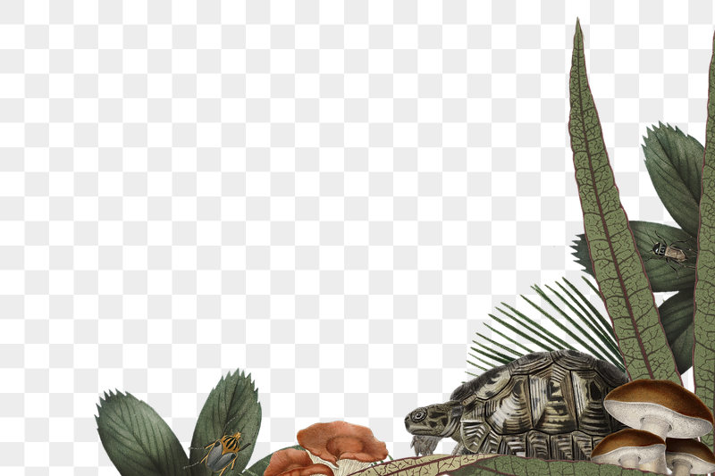 Jungle animals png border, turtle | Free PNG Illustration - rawpixel