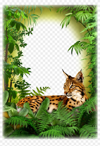Jungle Book Frame Png