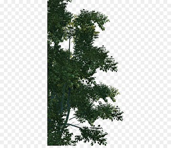 Jungle - Dense jungle 