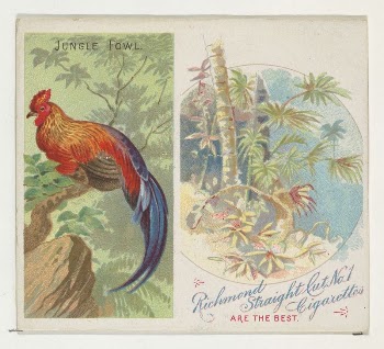 Jungle Fowl, from Birds of the Tropics | Free Photo - rawpixel