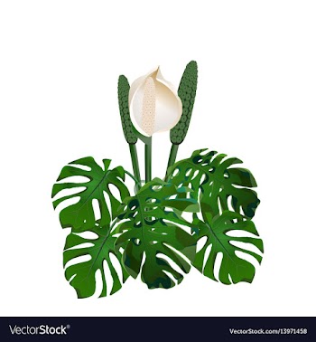 Jungle green tropical leaf and monster flowers vector image