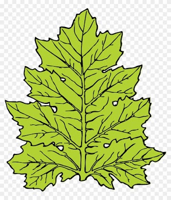 Jungle Leaves Clipart - Leaf Clip Art