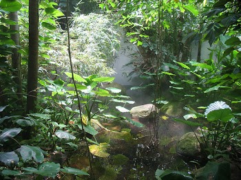 Jungle_stream_1.jpg