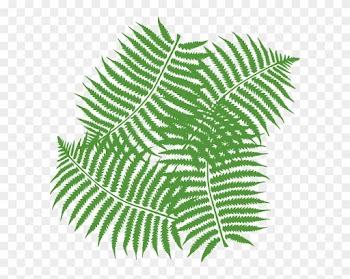 Jungle Tree Leaves Clipart - Fern Clip Art