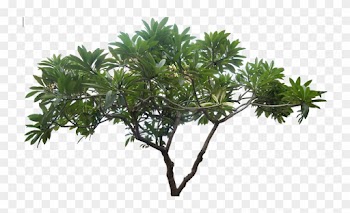 Jungle Tree Png Picture - High Resolution Tree Png