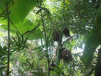 Jungle_trees.jpg