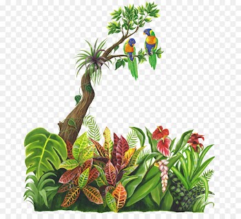 Jungle Tropical rainforest - jungle 