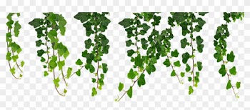 Jungle Vines Clip Art
